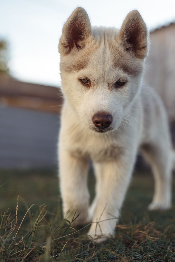 Ojiva - Chiot disponible  - Siberian Husky